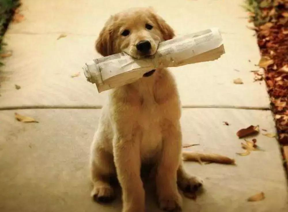 狗狗随地大小便如何惩罚,狗狗尿错了怎么惩罚它