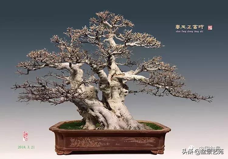 陈文图榕树欣赏,陈文图盆景