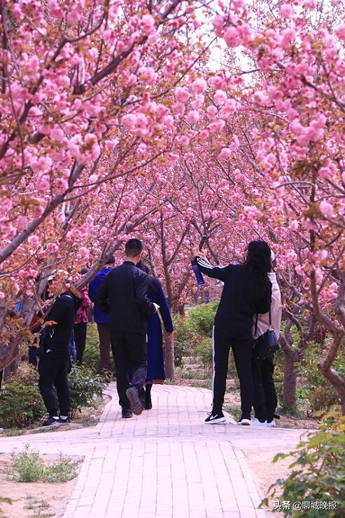 樱花王国樱花节,樱花盛开节