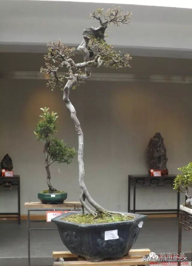 以根代杆下细上粗式盆景图片,各种老根盆景