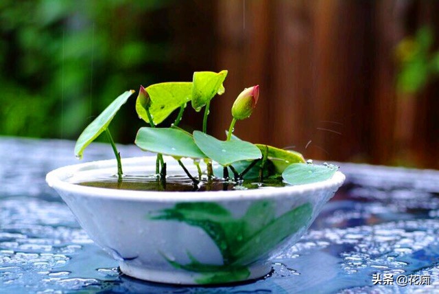 碗莲一大盆种几棵最合适,小盆怎么种碗莲