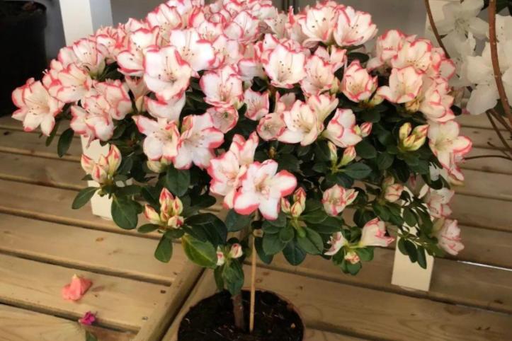 家庭养花疏松透气配土材质,养花的土怎么才能疏松透气