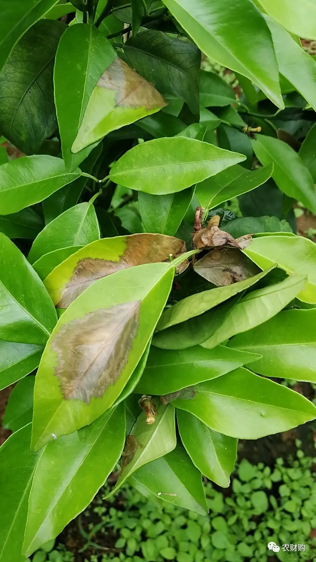 炭疽病十大杀菌剂特效药,炭疽病防治药剂