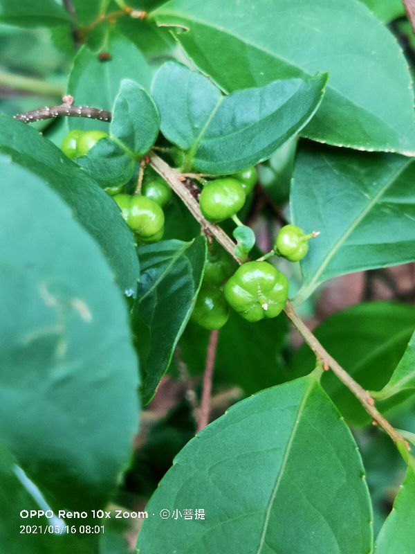 像蟒蛇一样的树,在丛林里看到了一条大蟒蛇