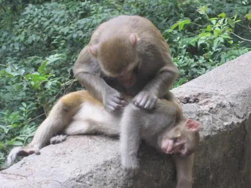 虱子是如何出现的,虱子是怎么存在的