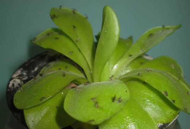 花卉生小黑飞虫怎么治,花卉的小黑飞怎么治