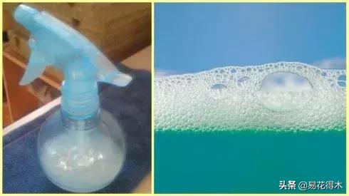 盆栽小黑飞虫怎么治,盆栽有小飞虫怎么处理