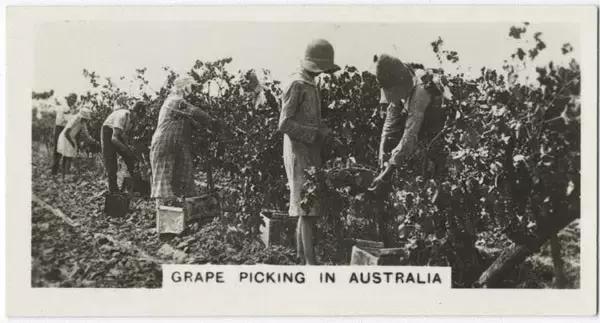 澳洲最好的酒是哪款,澳洲酒为什么很甜美