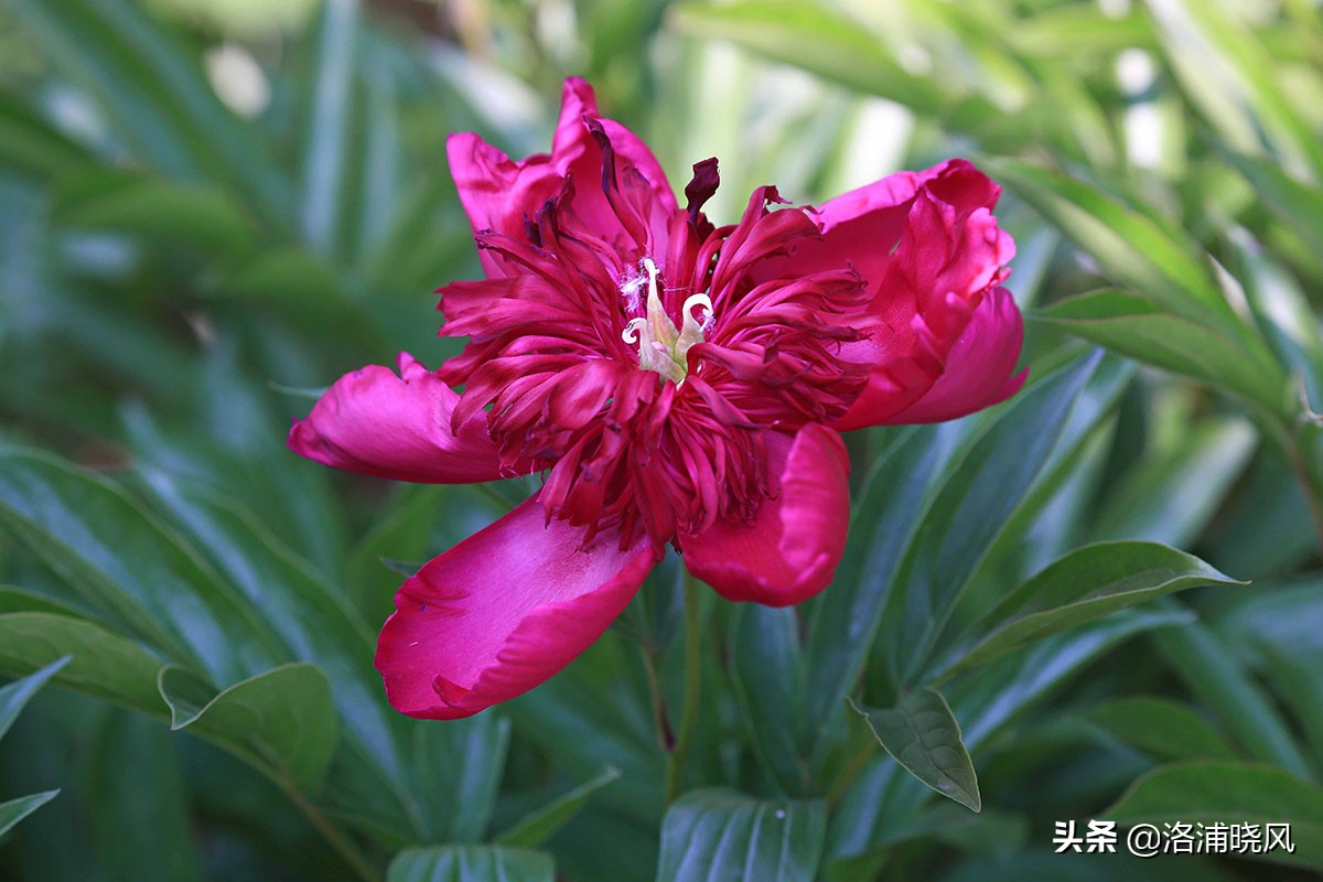 大院绿化的回忆——顺便看看院里的芍药定个究竟有多少种？