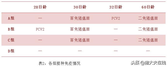 猪瘟疫苗接种不良反应,猪瘟疫苗免疫失败怎么挽救