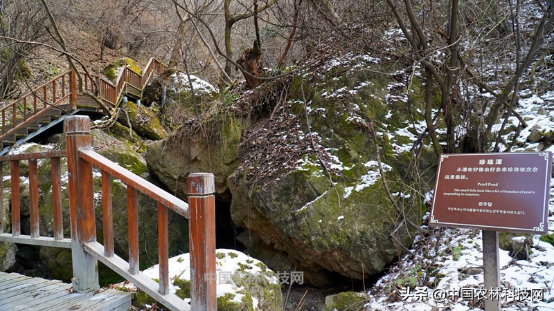 太白县鹦鸽镇药王谷,太白鹦鸽镇药王谷