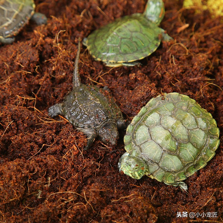 冬天乌龟怎么养才不会死,乌龟一般养几年才不会死