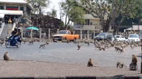 少了中国游客，整个生态圈都乱了