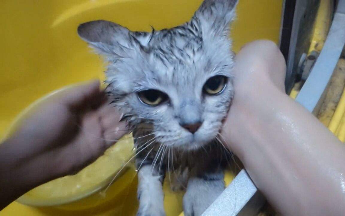 猫咪老了如何安乐死,猫咪注意事项及护理方法