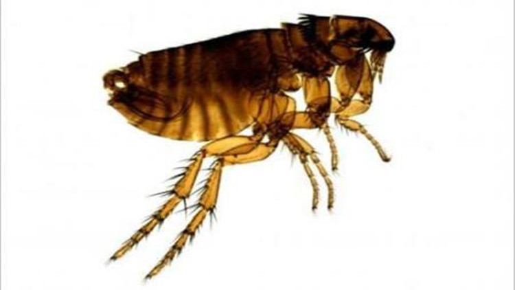 怎么样防治跳蚤最有效,怎么防治跳蚤