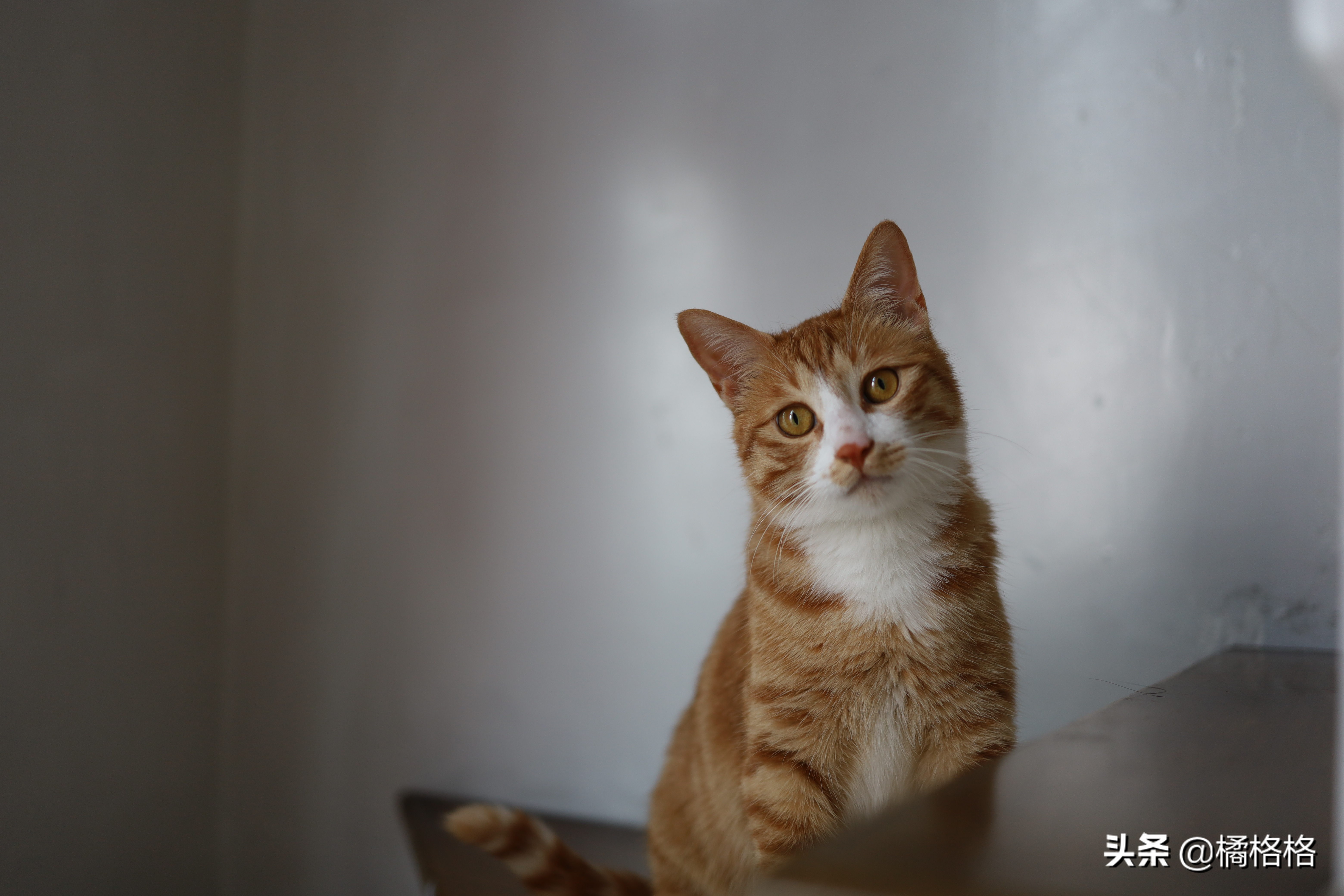 夏天给猫剃脚毛散热,夏天给猫剃毛用几毫米