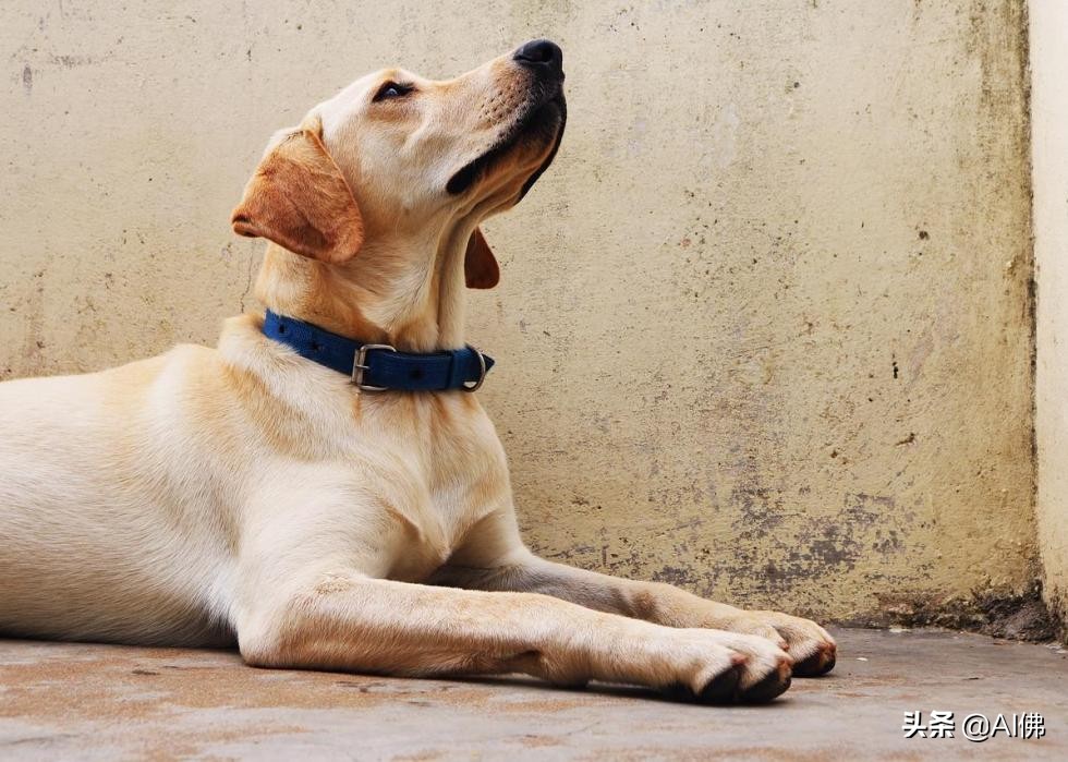 美国最受欢迎的100组小狗名字