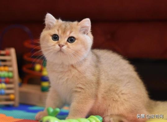 猫咪的脸型代表它的性格,怎么看猫咪的脸型好不好