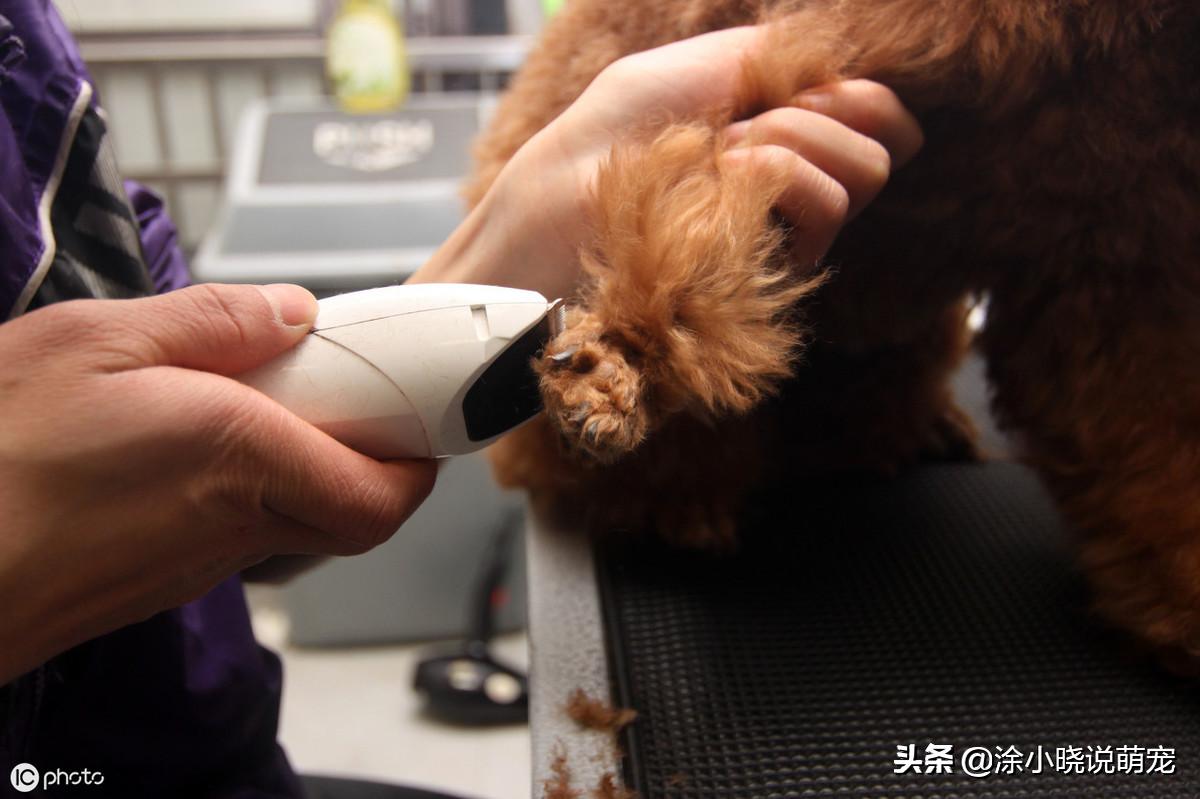 狗狗爪子红肿经常舔脚，有可能是趾间炎，原因、预防主人要了解