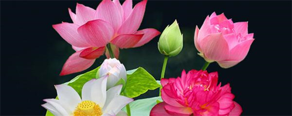 睡莲水养为什么会弯,睡莲水养正确使用方法