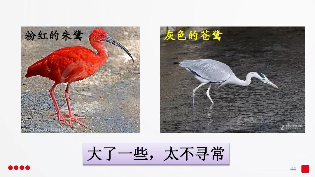 五年级部编版语文白鹭讲课视频,部编小学语文五年级上册白鹭课件