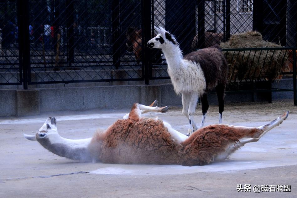 生气吐口水的神兽,神兽打架互吐口水