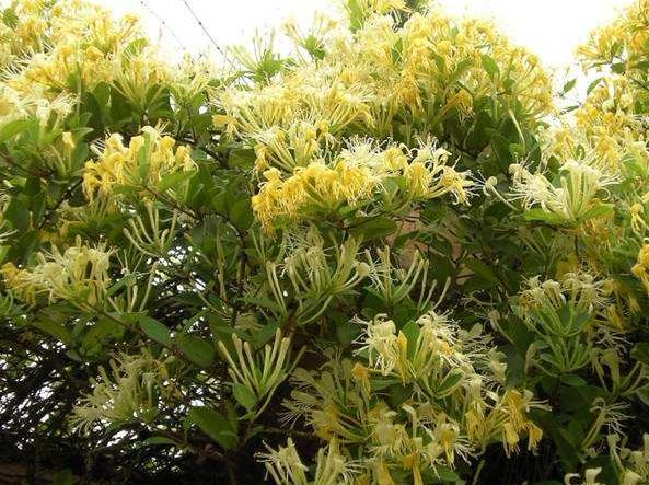 好养的水陆盆栽植物,适合茶盘养的植物