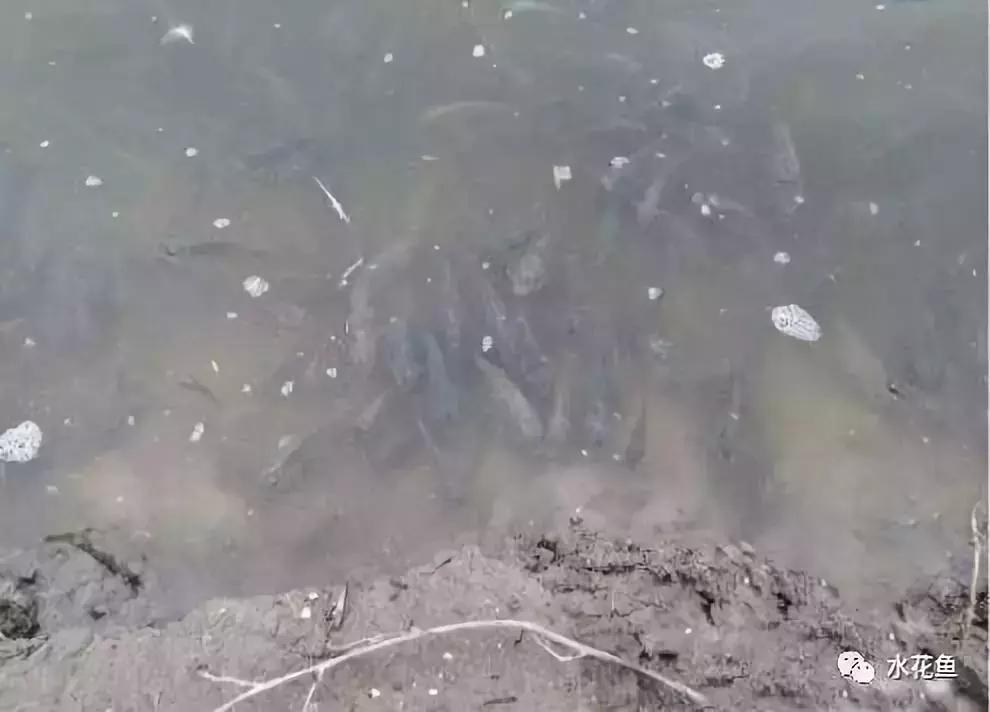 低温不退用什么药,低温咋治