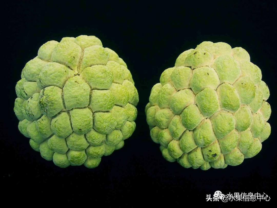 目前释迦最好的品种,粉色释迦