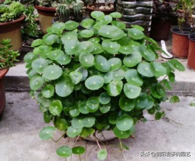 养铜钱草水里边有虫子放点什么,养铜钱草的水里有青苔