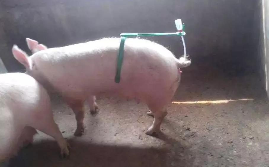 配种技术及注意事项,配种技术和注意事项要喂食吗