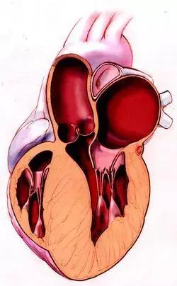 心脏使用说明及保养,心脏用药记忆口诀