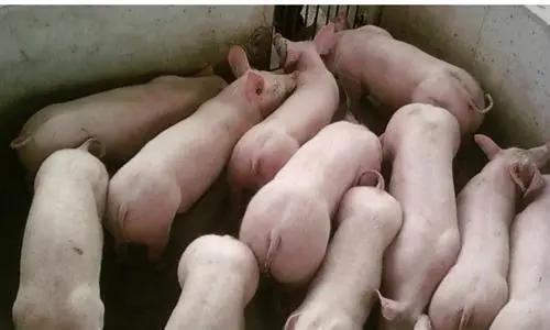 猪场链球菌感染用什么消毒好,养猪人如何才能防止感染猪链球菌