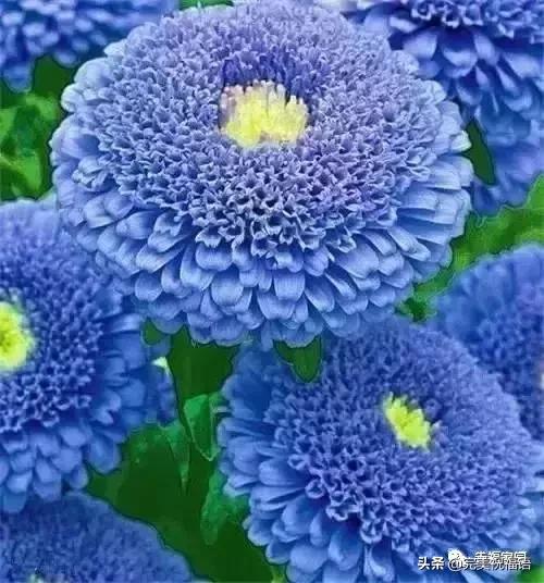 正月初九祝愿大家好运长长久久,正月初九最美好的祝福送给友友们