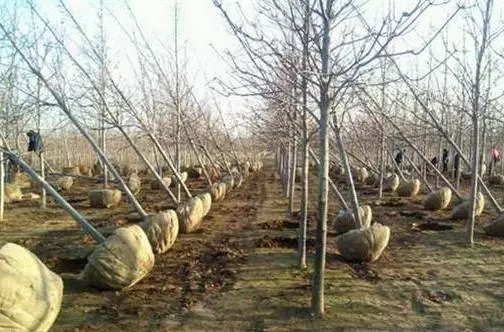 苗木种植风险,苗木假植应注意哪些问题