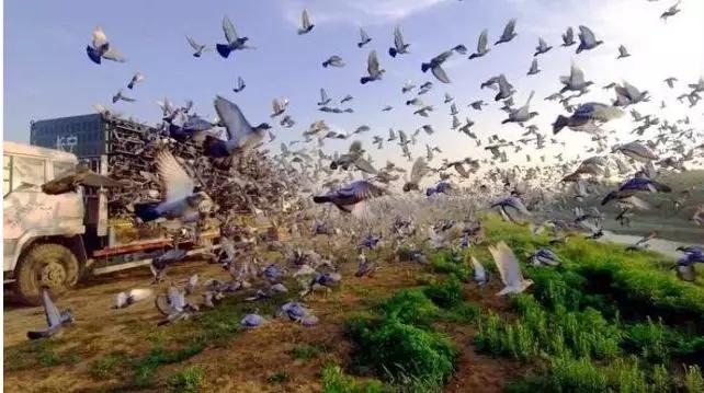 鸽子比赛得奖的鸽子能值多少钱,一只鸽子卖到100元