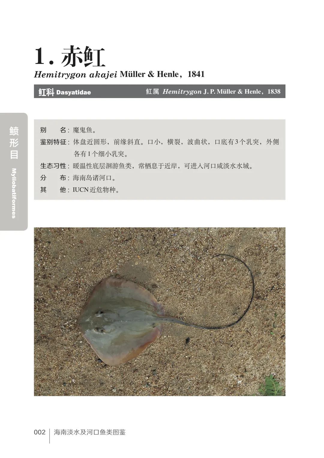 各种淡水鱼你认识吗,淡水鱼的种类你认识几种