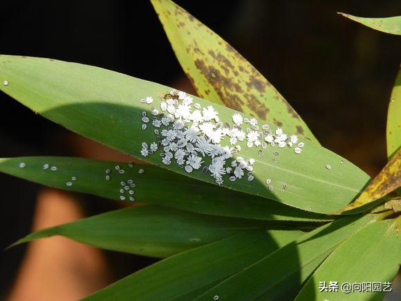 花盆底部的地虱虫怎么杀灭,花盆里有鼠妇虫怎么处理