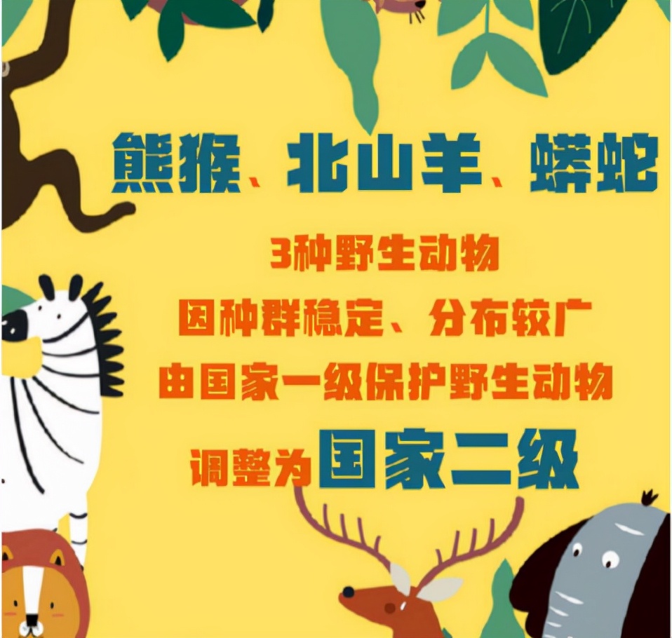 13公斤巨蟒闯入农家生吞活山羊,云南巨蟒吞了三只羊