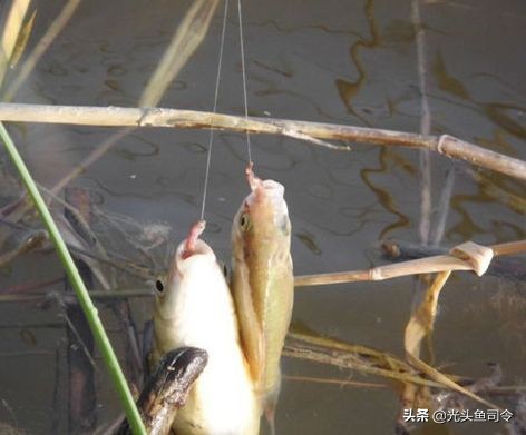 水里的鱼类，为啥爱吃蚯蚓？难道是水草吃多了，想吃肉？