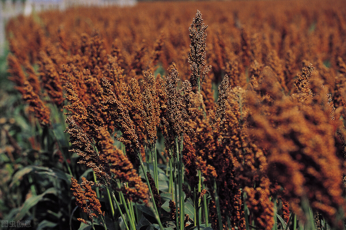 泸州酒哪些比较好,泸州老窖高粱熟了红满天