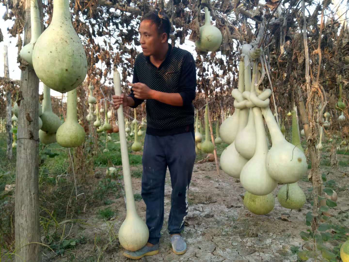 鱼台葫芦王,鱼台葫芦基地