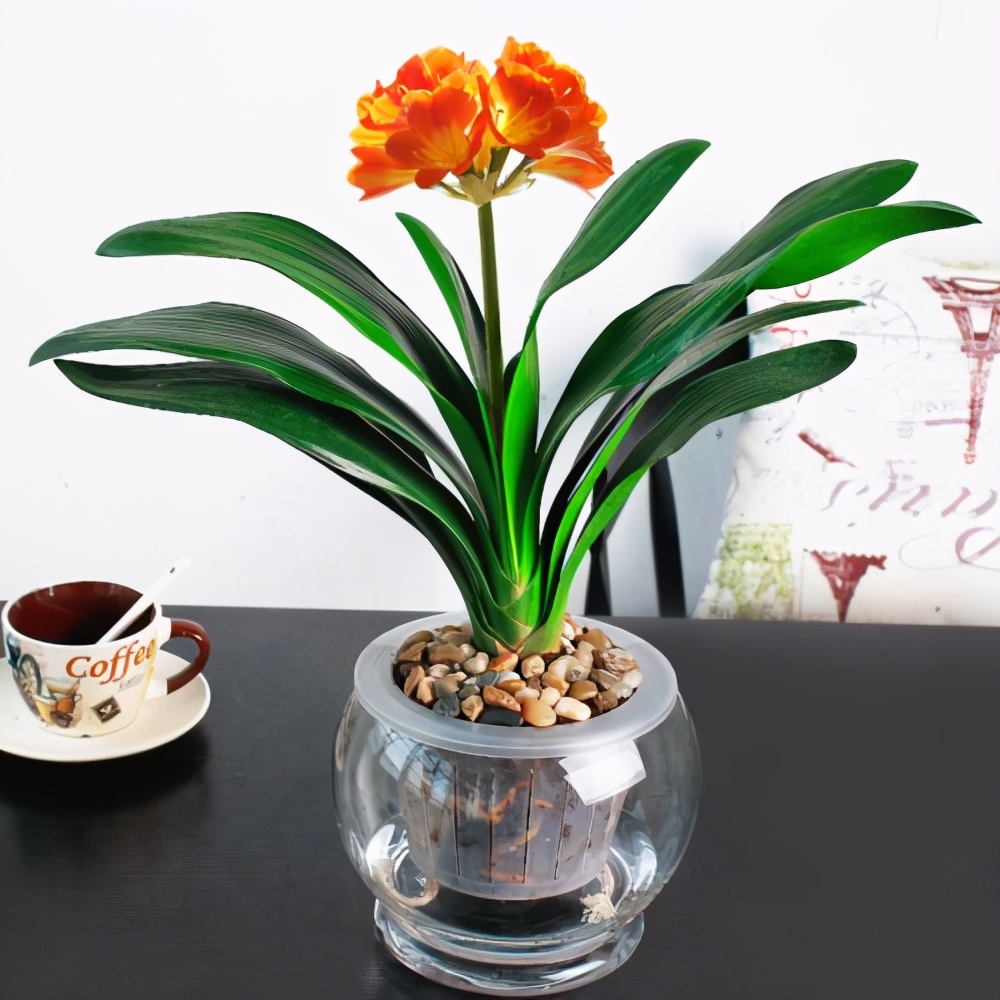 聚水为财是什么意思,招财花卉能水养吗