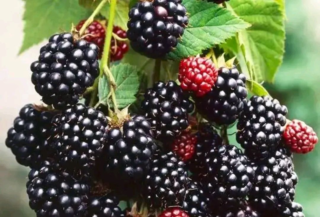 桑葚干水洗掉色,桑葚干是否染色用水泡能鉴别吗