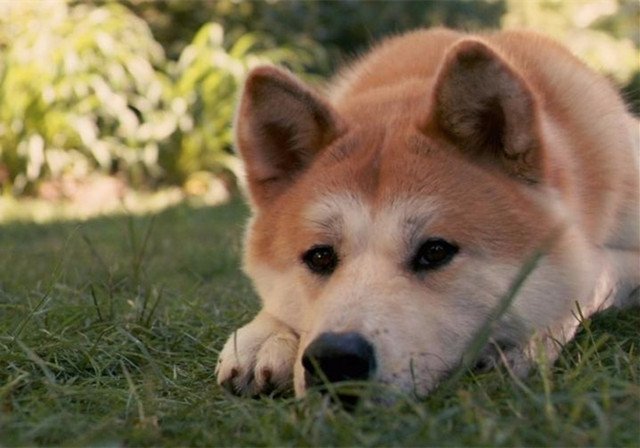 狗狗中暑导致内脏受损怎么办,狗狗中暑已经在医院输液能救活吗