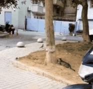 搞笑动图gif熊猫,搞笑动图gif微信表情包