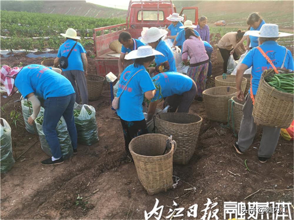 旺苍县二荆条辣椒,四川新鲜二荆条辣椒特辣