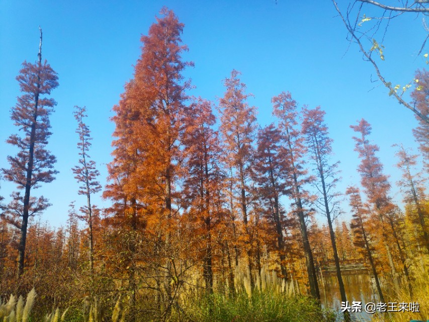 徐州潘安湖旅游攻略,大美潘安湖美景