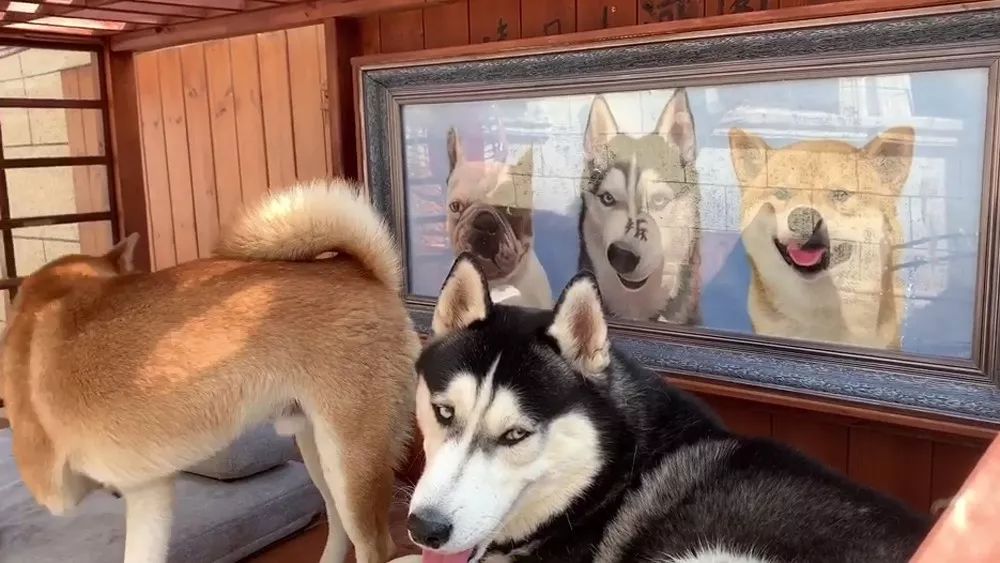 别墅泳池阳光房，秋千滑梯投影仪...豪华狗院子曝光