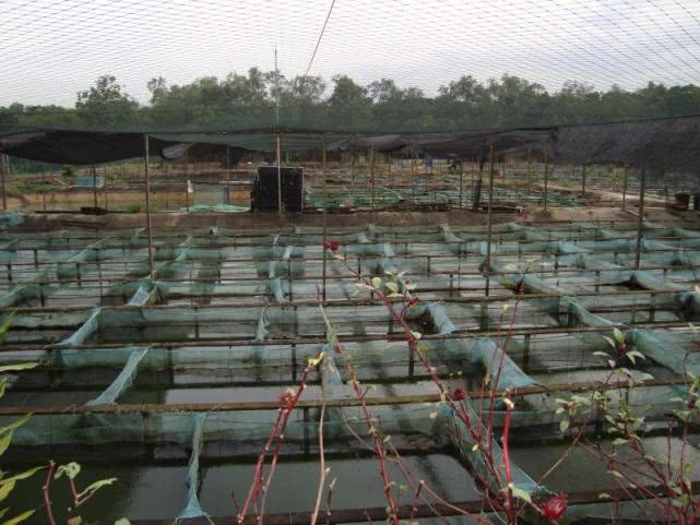 买最贵的观赏鱼是为了什么,为什么有人愿意花一百万